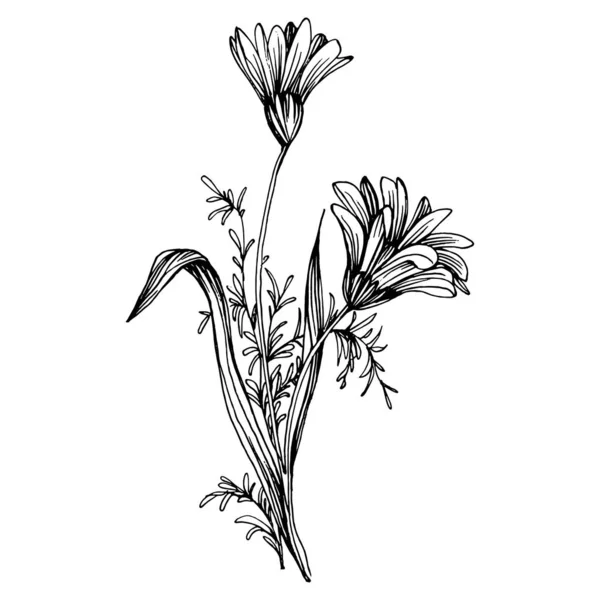Kamomill För Hand Ritning Gurkväxter — Stock vektor
