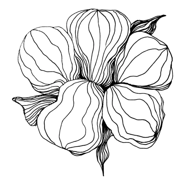 Bawełniany Kwiat Kwiat Botaniczny Izolowany Element Ilustracji Wektor Strony Rysunek — Wektor stockowy