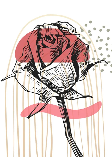 Набір Абстрактних Троянд Ручна Розписана Ілюстрація Прикраси Стін Мінімалістична Квітка — стоковий вектор