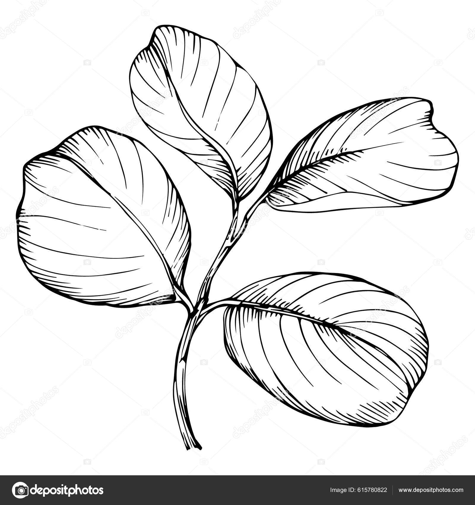 Leaves Sketch Images - Free Download on Freepik