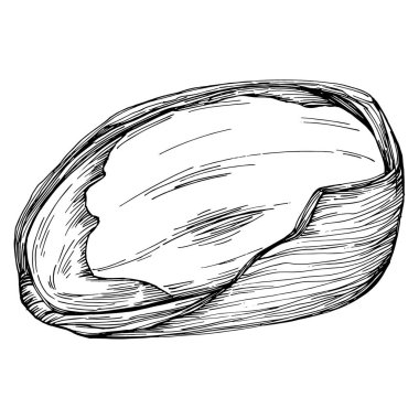 Brezilya cevizi ya da Brezilya fındığı arka planda Vector Illustration 'u çizdi. Restoran menüsü, market etiketi, logo, amblem, mutfak tasarımı için Retro style tarım ürünü. Paketleme için dekorasyon