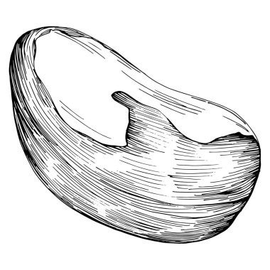 Brezilya cevizi ya da Brezilya fındığı arka planda Vector Illustration 'u çizdi. Restoran menüsü, market etiketi, logo, amblem, mutfak tasarımı için Retro style tarım ürünü. Paketleme için dekorasyon