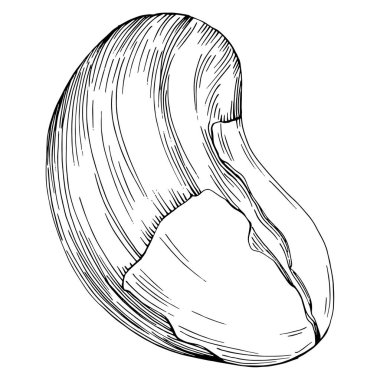 Brezilya cevizi ya da Brezilya fındığı arka planda Vector Illustration 'u çizdi. Restoran menüsü, market etiketi, logo, amblem, mutfak tasarımı için Retro style tarım ürünü. Paketleme için dekorasyon