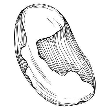 Brezilya cevizi ya da Brezilya fındığı arka planda Vector Illustration 'u çizdi. Restoran menüsü, market etiketi, logo, amblem, mutfak tasarımı için Retro style tarım ürünü. Paketleme için dekorasyon