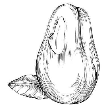 Brezilya cevizi ya da Brezilya fındığı arka planda Vector Illustration 'u çizdi. Restoran menüsü, market etiketi, logo, amblem, mutfak tasarımı için Retro style tarım ürünü. Paketleme için dekorasyon