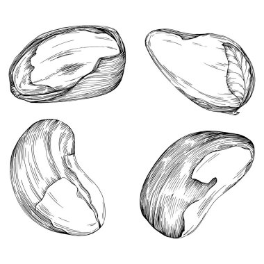 Brezilya fındığı ya da Brezilya fındığı arka planda izole edilmiş vektör ilüstrasyonunu elle çizmiş. Restoran menüsü, market etiketi, logo, amblem, mutfak tasarımı için Retro style tarım ürünü. Paketleme için dekorasyon