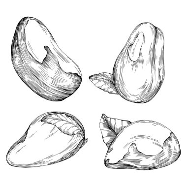 Brezilya fındığı ya da Brezilya fındığı arka planda izole edilmiş vektör ilüstrasyonunu elle çizmiş. Restoran menüsü, market etiketi, logo, amblem, mutfak tasarımı için Retro style tarım ürünü. Paketleme için dekorasyon