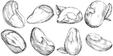 Brezilya cevizi ya da Brezilya fındığı elle çizilmiş Vector Illustration arka planda izole edilmiş. Restoran menüsü, market etiketi, logo, amblem, mutfak tasarımı için Retro style tarım ürünü. Paketleme için dekorasyon