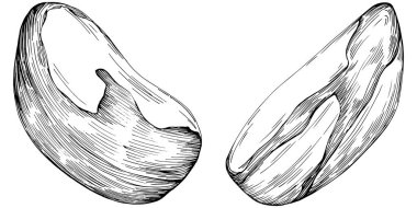 Brezilya cevizi ya da Brezilya fındığı elle çizilmiş Vector Illustration arka planda izole edilmiş. Restoran menüsü, market etiketi, logo, amblem, mutfak tasarımı için Retro style tarım ürünü. Paketleme için dekorasyon