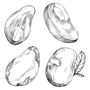 Brezilya fındığı ya da Brezilya fındığı arka planda izole edilmiş vektör ilüstrasyonunu elle çizmiş. Restoran menüsü, market etiketi, logo, amblem, mutfak tasarımı için Retro style tarım ürünü. Paketleme için dekorasyon