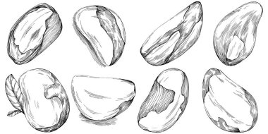 Brezilya cevizi ya da Brezilya fındığı elle çizilmiş Vector Illustration arka planda izole edilmiş. Restoran menüsü, market etiketi, logo, amblem, mutfak tasarımı için Retro style tarım ürünü. Paketleme için dekorasyon