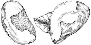 Brezilya cevizi ya da Brezilya fındığı elle çizilmiş Vector Illustration arka planda izole edilmiş. Restoran menüsü, market etiketi, logo, amblem, mutfak tasarımı için Retro style tarım ürünü. Paketleme için dekorasyon