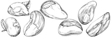 Brezilya cevizi ya da Brezilya fındığı elle çizilmiş Vector Illustration arka planda izole edilmiş. Restoran menüsü, market etiketi, logo, amblem, mutfak tasarımı için Retro style tarım ürünü. Paketleme için dekorasyon