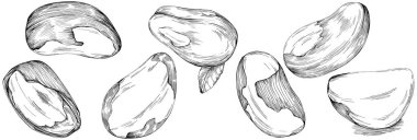 Brezilya cevizi ya da Brezilya fındığı elle çizilmiş Vector Illustration arka planda izole edilmiş. Restoran menüsü, market etiketi, logo, amblem, mutfak tasarımı için Retro style tarım ürünü. Paketleme için dekorasyon