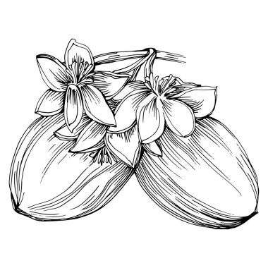 Grafik stili el çizimi ile beyaz arka planda Jojoba ağacı fasulyesi. İşlenmiş stil illüstrasyonlu izole bir nesne. Tasarım logosu, menü, etiket, simge, pul için en iyisi.