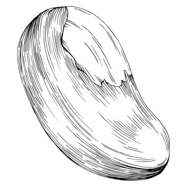 Brezilya cevizi ya da Brezilya fındığı arka planda Vector Illustration 'u çizdi. Restoran menüsü, market etiketi, logo, amblem, mutfak tasarımı için Retro style tarım ürünü. Paketleme için dekorasyon