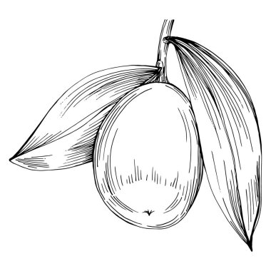 Beyaz arka planda grafik stili el çizimi Jojoba ağacı fasulyesi. İşlenmiş stil illüstrasyonlu izole bir nesne. Tasarım logosu, menü, etiket, simge, pul için en iyisi.