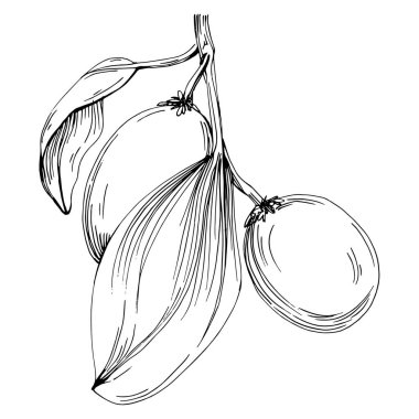 Grafik stili el çizimi ile beyaz arka planda Jojoba ağacı fasulyesi. İşlenmiş stil illüstrasyonlu izole bir nesne. Tasarım logosu, menü, etiket, simge, pul için en iyisi.