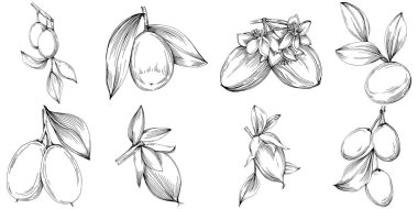 Jojoba ağacı ve fasulyeleri beyaz arka planda elle çizim yapıyorlar. İşlenmiş stil illüstrasyonlu izole bir nesne. Tasarım logosu, menü, etiket, simge, pul için en iyisi.