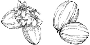 Jojoba ağacı ve fasulyeleri beyaz arka planda elle çizim yapıyorlar. İşlenmiş stil illüstrasyonlu izole bir nesne. Tasarım logosu, menü, etiket, simge, pul için en iyisi.