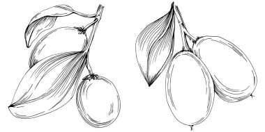 Jojoba ağacı ve fasulyeleri beyaz arka planda elle çizim yapıyorlar. İşlenmiş stil illüstrasyonlu izole bir nesne. Tasarım logosu, menü, etiket, simge, pul için en iyisi.