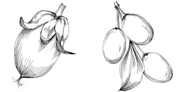 Jojoba ağacı ve fasulyeleri beyaz arka planda elle çizim yapıyorlar. İşlenmiş stil illüstrasyonlu izole bir nesne. Tasarım logosu, menü, etiket, simge, pul için en iyisi.