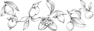 Jojoba ağacı ve fasulyeleri beyaz arka planda elle çizim yapıyorlar. İşlenmiş stil illüstrasyonlu izole bir nesne. Tasarım logosu, menü, etiket, simge, pul için en iyisi.