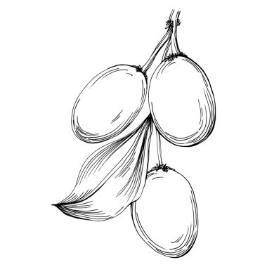 Grafik stili el çizimi ile beyaz arka planda Jojoba ağacı fasulyesi. İşlenmiş stil illüstrasyonlu izole bir nesne. Tasarım logosu, menü, etiket, simge, pul için en iyisi.