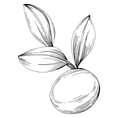 Grafik stili el çizimi ile beyaz arka planda Jojoba ağacı fasulyesi. İşlenmiş stil illüstrasyonlu izole bir nesne. Tasarım logosu, menü, etiket, simge, pul için en iyisi.