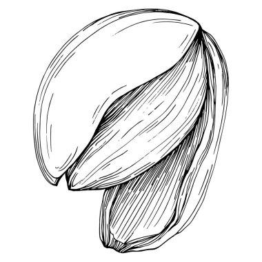 Koyun yaprağı tohumu çizilmiş Vektör İllüstrasyonu beyaz arka planda izole edildi. Restoran menüsü, market etiketi, logo, amblem ve mutfak tasarımı için Retro style tarım ürünü. Yemek için dekorasyon.