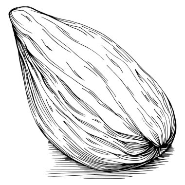 Koyun yaprağı tohumu çizilmiş Vektör İllüstrasyonu beyaz arka planda izole edildi. Restoran menüsü, market etiketi, logo, amblem ve mutfak tasarımı için Retro style tarım ürünü. Yemek için dekorasyon.