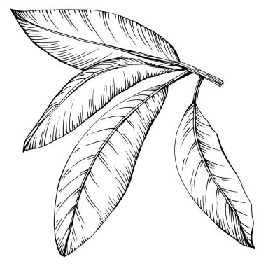 Körfez beyaz arka planda elle çizilmiş vektör illüstrasyonunu izole eder. Restoran menüsü, market etiketi, logo, amblem ve mutfak tasarımı için Retro style tarım ürünü. Yemek için dekorasyon.