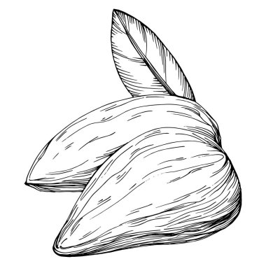 Koyun yaprağı tohumları beyaz arka planda izole edilmiş elle çizilmiş Vektör Resimleri. Restoran menüsü, market etiketi, logo, amblem ve mutfak tasarımı için Retro style tarım ürünü. Yemek için dekorasyon.