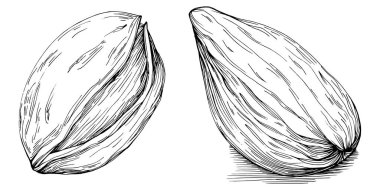 Koyun yaprağı tohumları beyaz arka planda izole edilmiş elle çizilmiş Vektör Resimleri. Restoran menüsü, market etiketi, logo, amblem ve mutfak tasarımı için Retro style tarım ürünü. Yemek için dekorasyon.