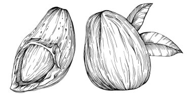 Koyu yapraklı el yapımı Vektör İllüstrasyonu beyaz arka planda izole edildi. Restoran menüsü, market etiketi, logo, amblem ve mutfak tasarımı için Retro style tarım ürünü. Yemek için dekorasyon.