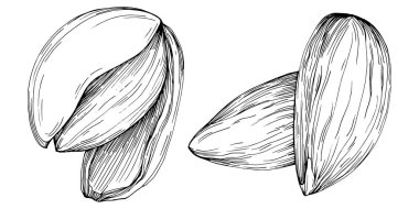 Koyun yaprağı tohumları beyaz arka planda izole edilmiş elle çizilmiş Vektör Resimleri. Restoran menüsü, market etiketi, logo, amblem ve mutfak tasarımı için Retro style tarım ürünü. Yemek için dekorasyon.