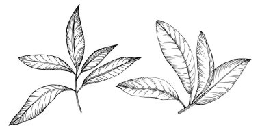 Körfez beyaz arka planda elle çizilmiş vektör illüstrasyonunu izole eder. Restoran menüsü, market etiketi, logo, amblem ve mutfak tasarımı için Retro style tarım ürünü. Yemek için dekorasyon.