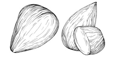 Koyun yaprağı tohumları beyaz arka planda izole edilmiş elle çizilmiş Vektör Resimleri. Restoran menüsü, market etiketi, logo, amblem ve mutfak tasarımı için Retro style tarım ürünü. Yemek için dekorasyon.