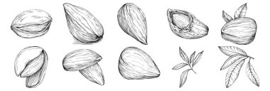 Koyu yapraklı el yapımı Vektör İllüstrasyonu beyaz arka planda izole edildi. Restoran menüsü, market etiketi, logo, amblem ve mutfak tasarımı için Retro style tarım ürünü. Yemek için dekorasyon.