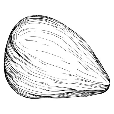 Koyun yaprağı tohumu çizilmiş Vektör İllüstrasyonu beyaz arka planda izole edildi. Restoran menüsü, market etiketi, logo, amblem ve mutfak tasarımı için Retro style tarım ürünü. Yemek için dekorasyon.