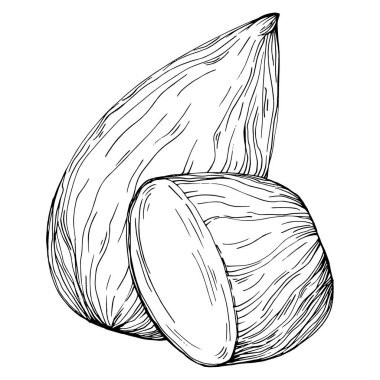 Koyun yaprağı tohumu çizilmiş Vektör İllüstrasyonu beyaz arka planda izole edildi. Restoran menüsü, market etiketi, logo, amblem ve mutfak tasarımı için Retro style tarım ürünü. Yemek için dekorasyon.