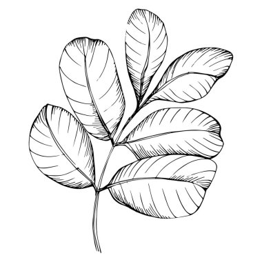 Keçiboynuzu çizim çizimini bırakır. Keçiboynuzu ağacı doğası oymalı bir tasvir. Detaylı bitki ürünü. Tasarım logosu, menü, etiket, simge, pul için en iyisi.