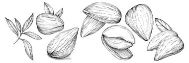 Koyu yapraklı el yapımı Vektör İllüstrasyonu beyaz arka planda izole edildi. Restoran menüsü, market etiketi, logo, amblem ve mutfak tasarımı için Retro style tarım ürünü. Yemek için dekorasyon.