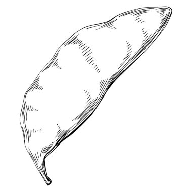 Keçiboynuzu çizimi çizimi. Keçiboynuzu ağacı doğası oymalı bir tasvir. Detaylı bitki ürünü. Tasarım logosu, menü, etiket, simge, pul için en iyisi.