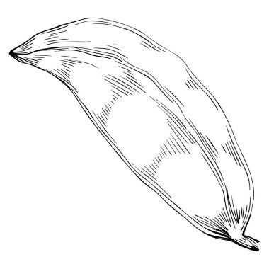 Keçiboynuzu çizimi çizimi. Keçiboynuzu ağacı doğası oymalı bir tasvir. Detaylı bitki ürünü. Tasarım logosu, menü, etiket, simge, pul için en iyisi.