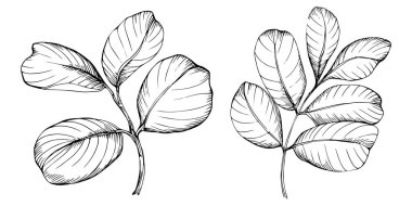 Keçiboynuzu çizim çizimini bırakır. Keçiboynuzu ağacı doğası oymalı bir tasvir. Detaylı bitki ürünü. Tasarım logosu, menü, etiket, simge, pul için en iyisi.