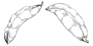 Keçiboynuzu çizimi çizimi. Keçiboynuzu ağacı doğası oymalı bir tasvir. Detaylı bitki ürünü. Tasarım logosu, menü, etiket, simge, pul için en iyisi.