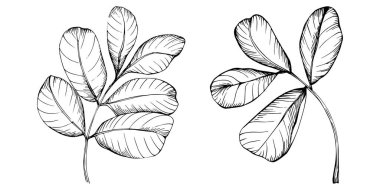 Keçiboynuzu çizim çizimini bırakır. Keçiboynuzu ağacı doğası oymalı bir tasvir. Detaylı bitki ürünü. Tasarım logosu, menü, etiket, simge, pul için en iyisi.