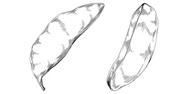 Keçiboynuzu çizimi çizimi. Keçiboynuzu ağacı doğası oymalı bir tasvir. Detaylı bitki ürünü. Tasarım logosu, menü, etiket, simge, pul için en iyisi.