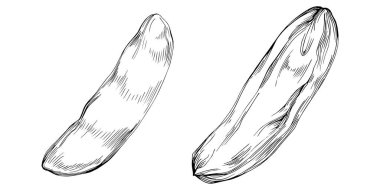 Keçiboynuzu çizimi çizimi. Keçiboynuzu ağacı doğası oymalı bir tasvir. Detaylı bitki ürünü. Tasarım logosu, menü, etiket, simge, pul için en iyisi.